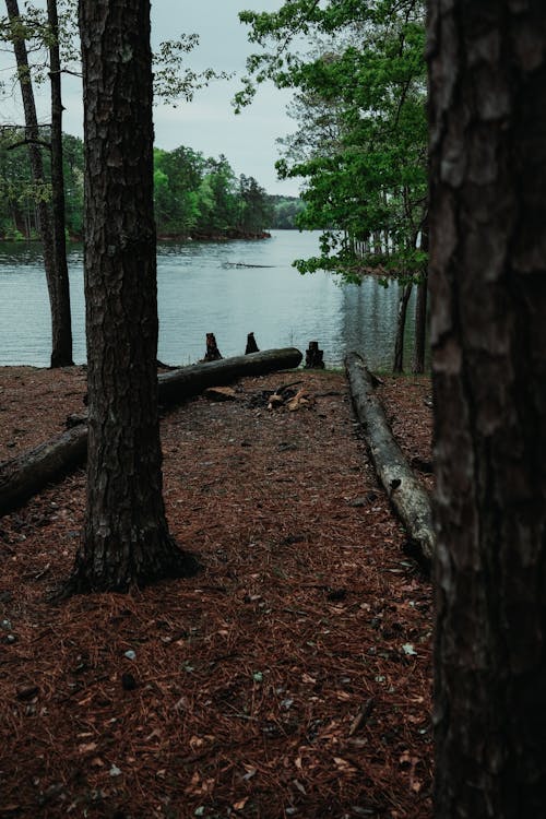 A log is sitting on the ground next to a lake