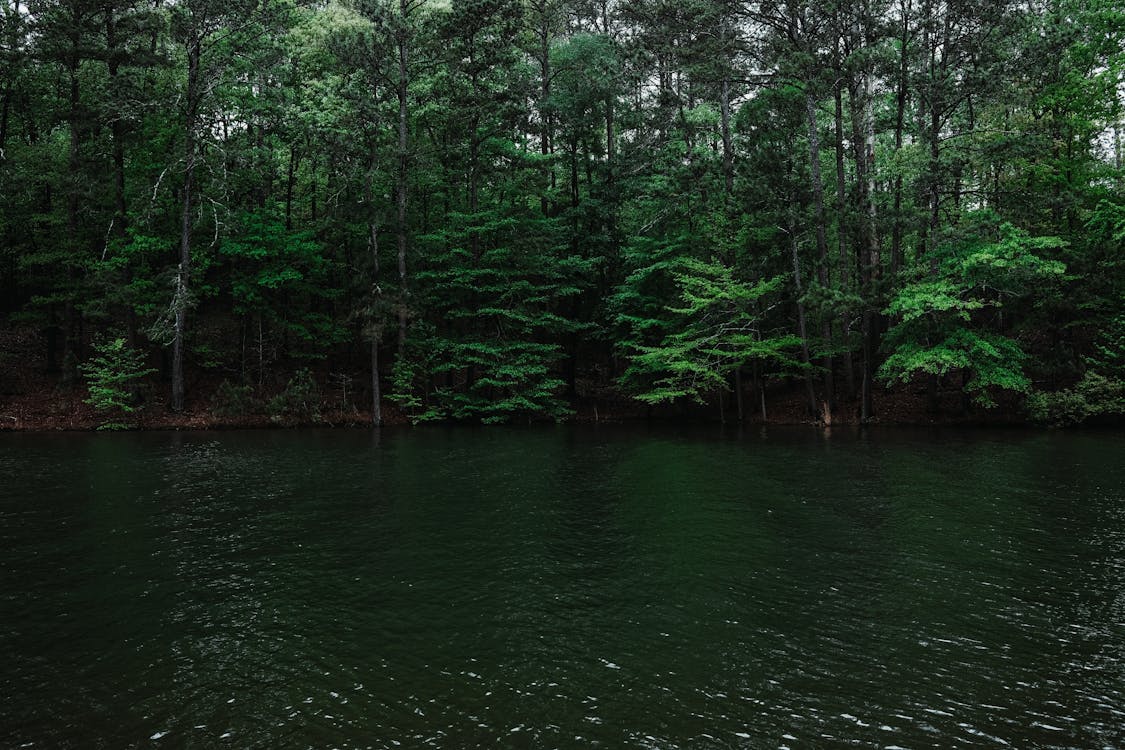 A body of water surrounded by trees and green grass