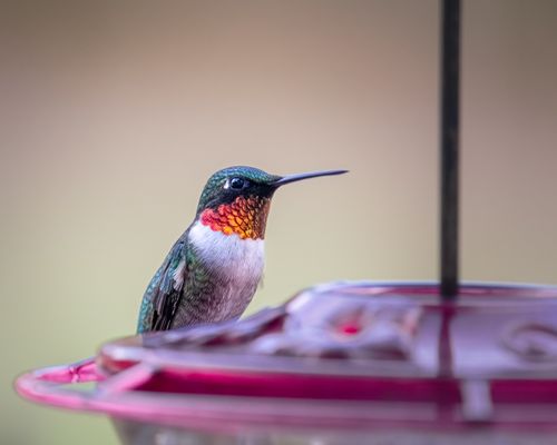 Free Vibrant Ruby-Throated Hummingbird perching at a feeder, captured in perfect focus. Stock Photo