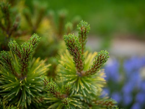 Free stock photo of bokeh, detail, grass