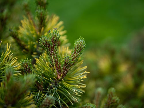 Free stock photo of bokeh, detail, flies