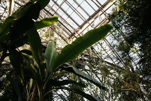 Зеленое банановое дерево внутри стеклянной теплицы в стальной раме