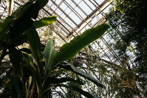 Árbol De Plátano Verde Dentro De Invernadero De Vidrio Con Estructura De Acero