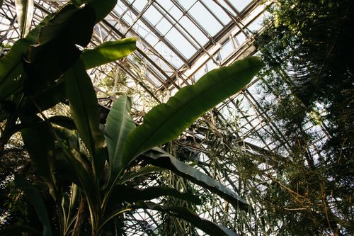 Free A vibrant indoor greenhouse filled with lush tropical plants and sunlight filtering through glass ceiling. Stock Photo