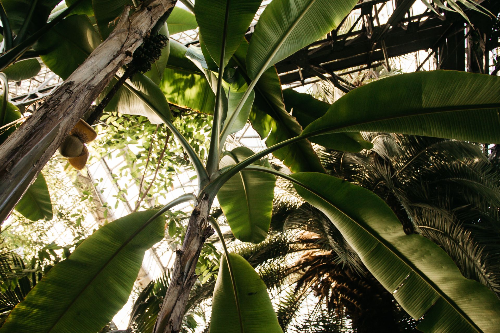Sunlit view of a green banana plant with large tropical leaves in a plantation setting.