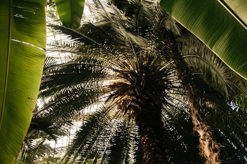 무료 코코넛 나무 스톡 사진