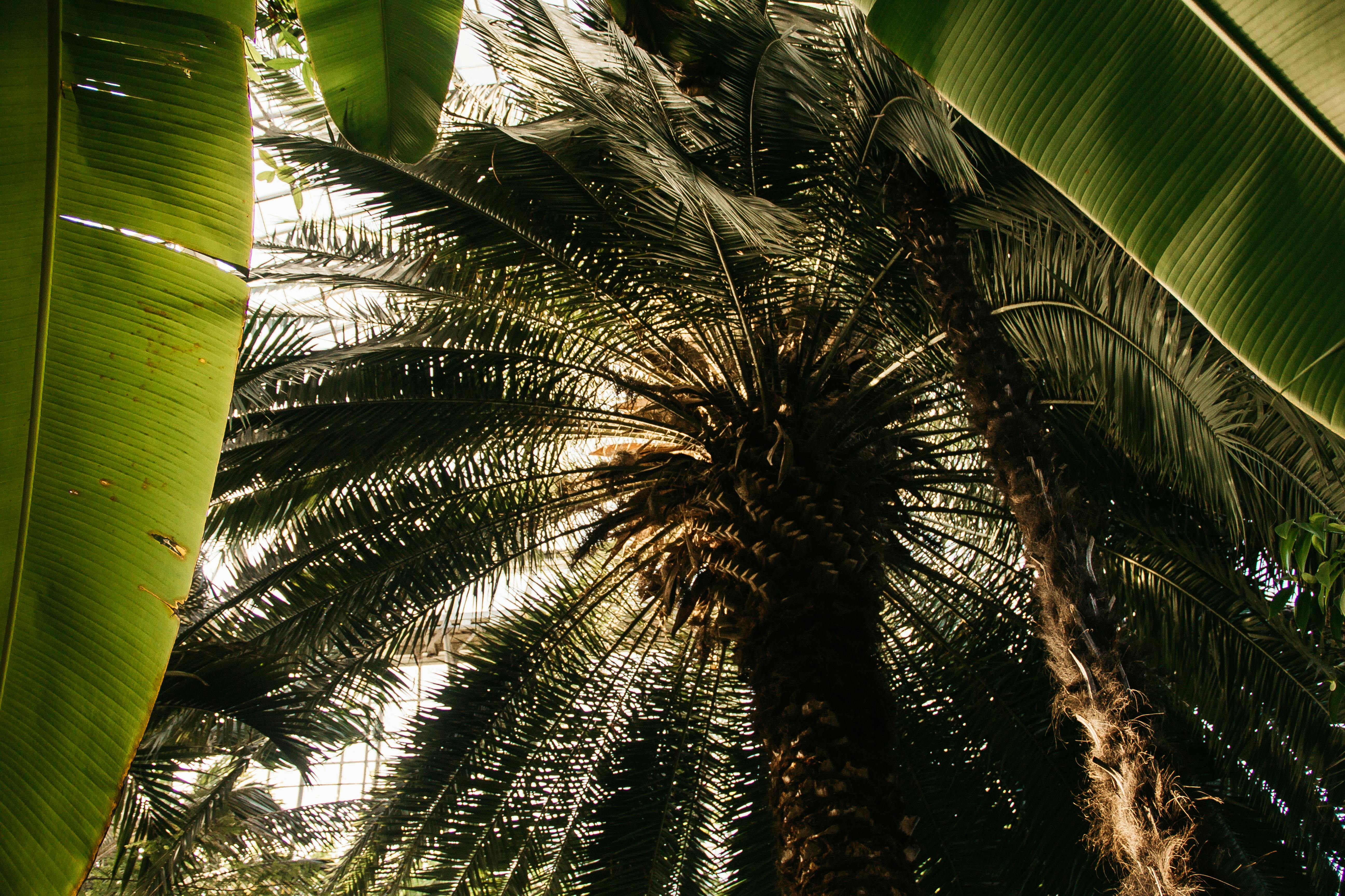 Coconut Tree · Free Stock Photo