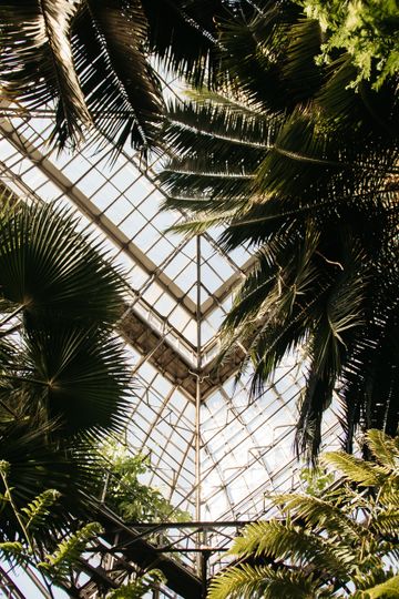 Palms inside a glasshouse — photo by NastyaSensei on Pexels