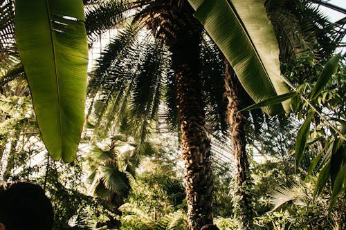 Základová fotografie zdarma na téma dešťový prales, kokosové palmy, listy