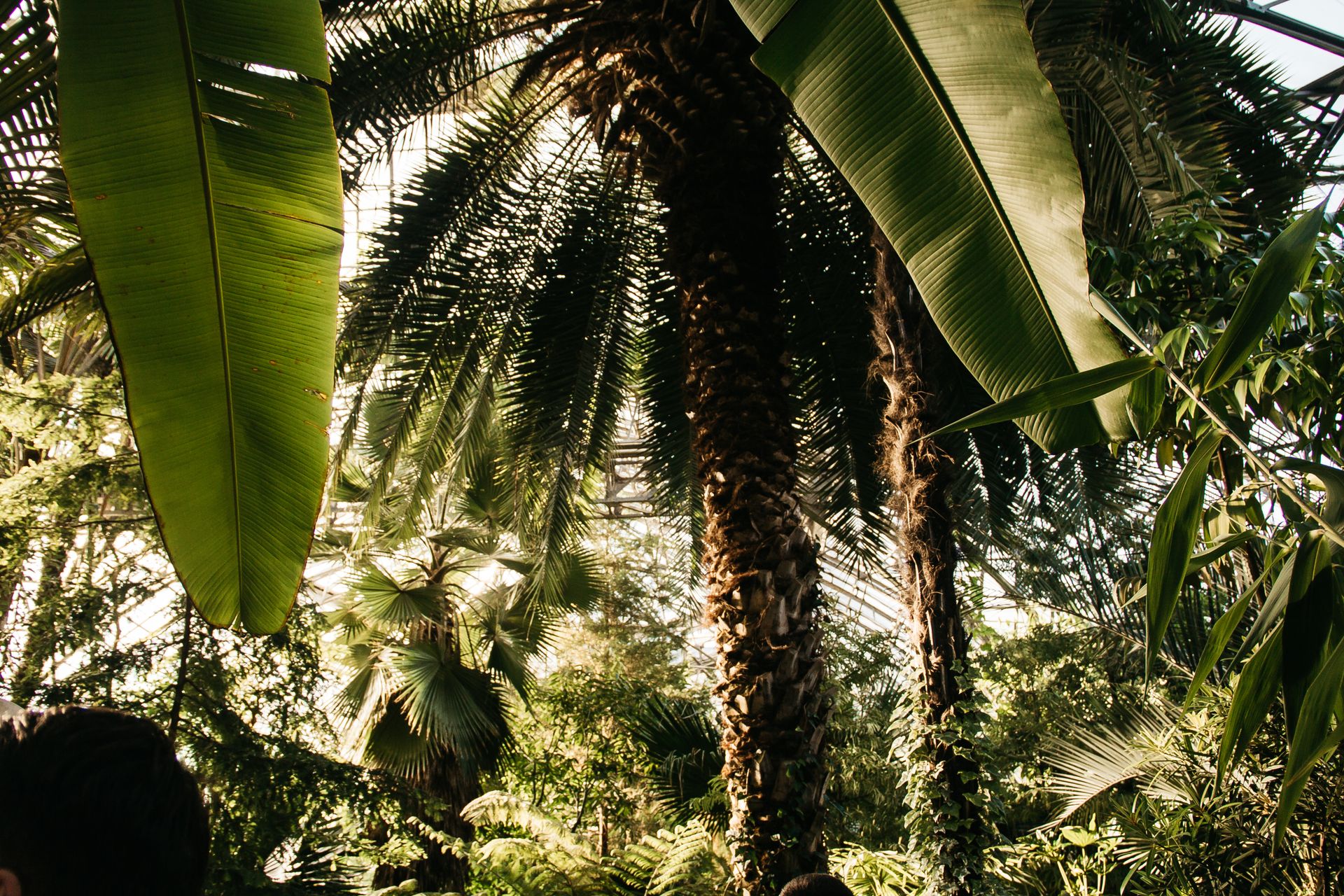 Viewing the dense foliage of a tropical rainforest with tall palm trees and sunlight filtering through.