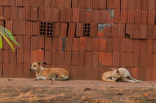 Fotobanka s bezplatnými fotkami na tému karamelový pes, milovník psov, pes