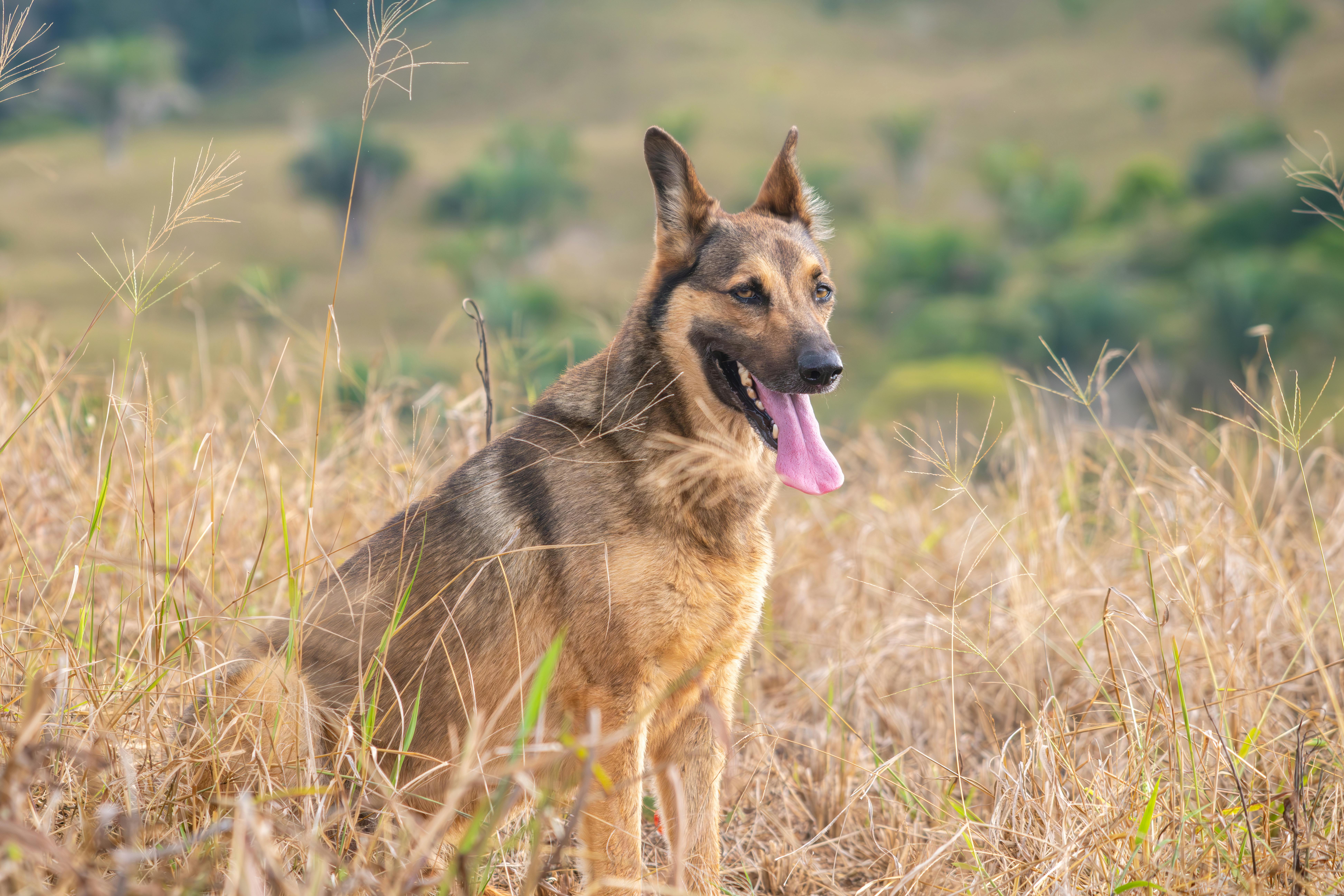 Bracco Tedesco (Kurzhaar)