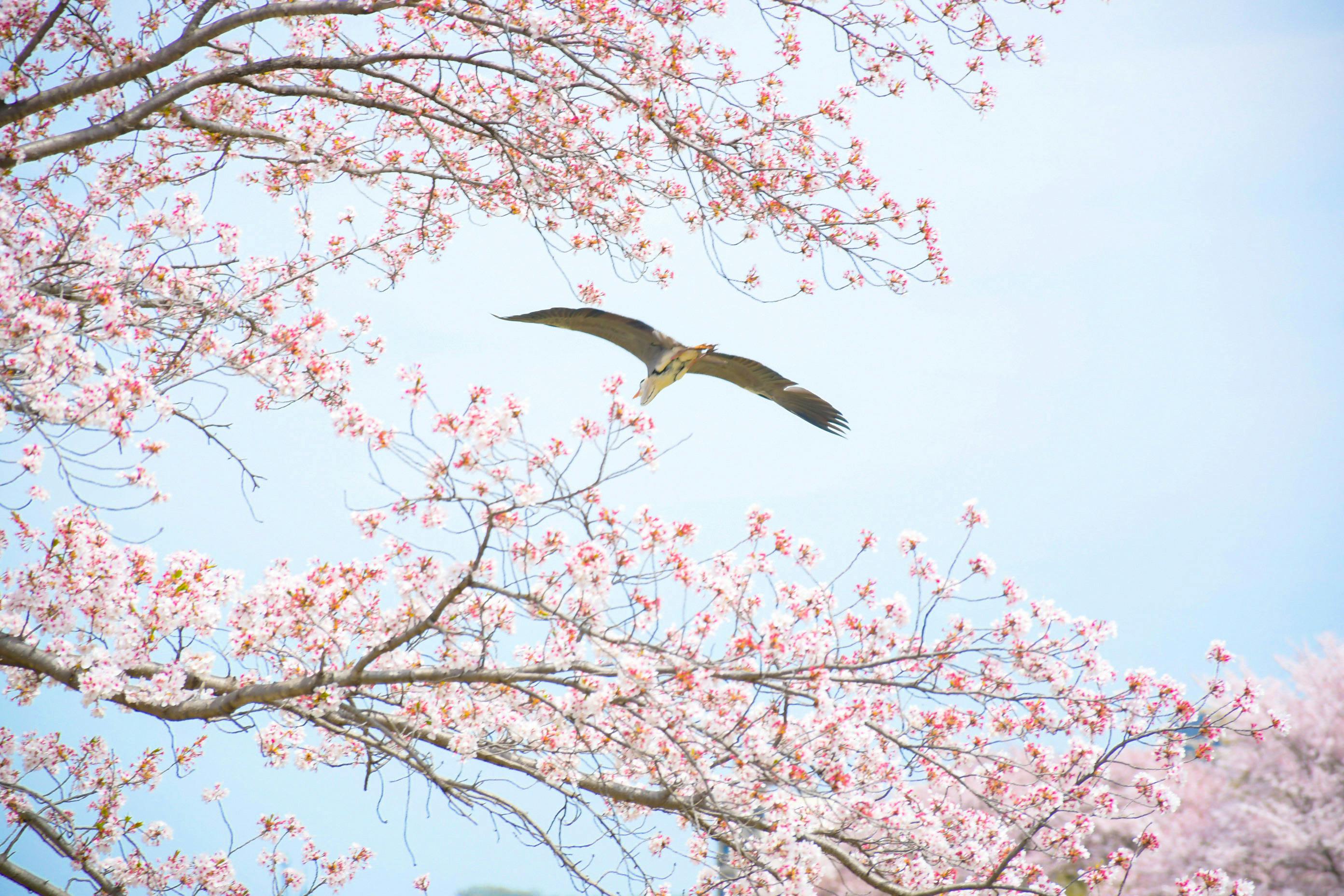 A heron gracefully flies over blooming cherry blossoms against a blue sky in springtime Japan.