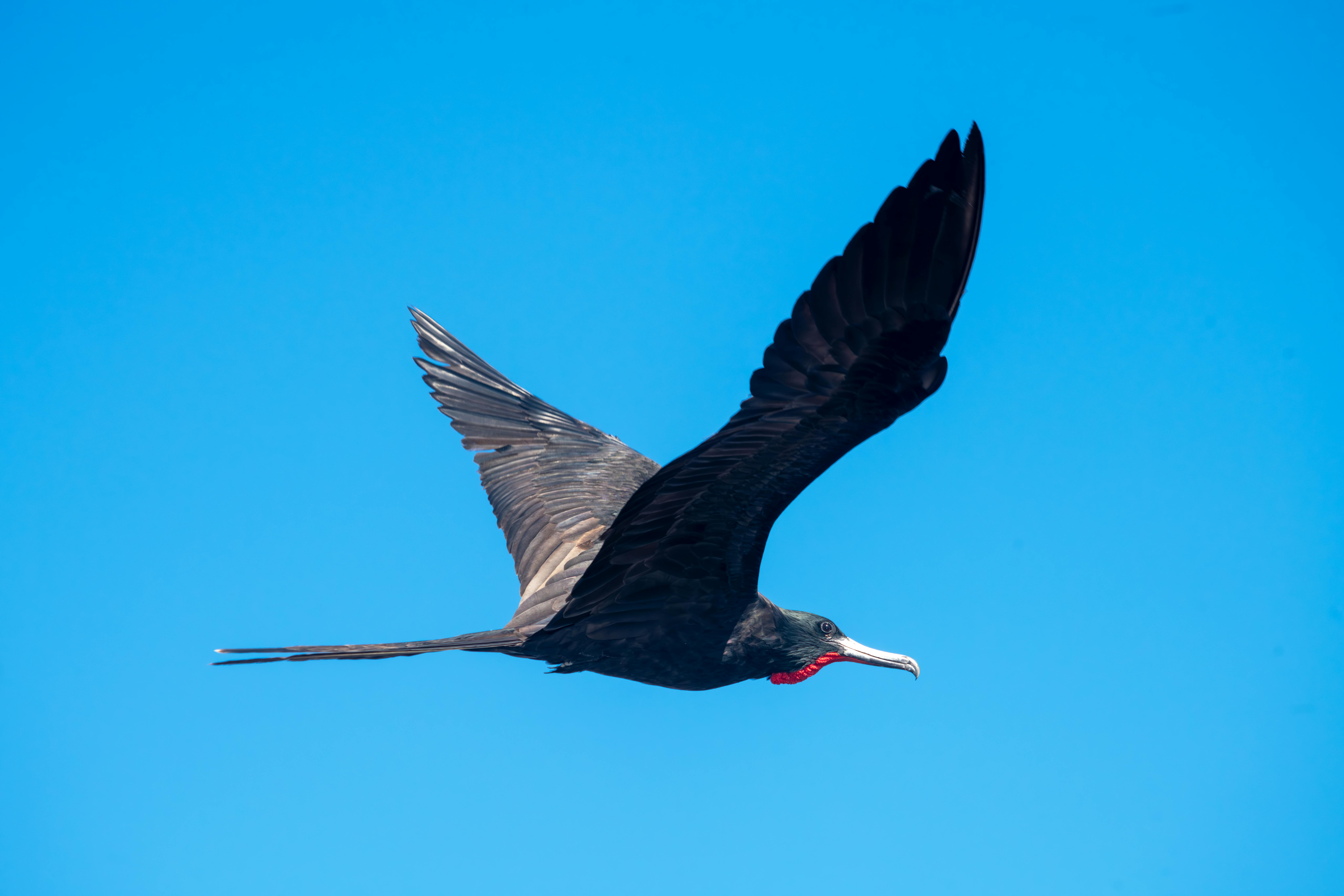 Frigate Bird Nesting — Barbuda