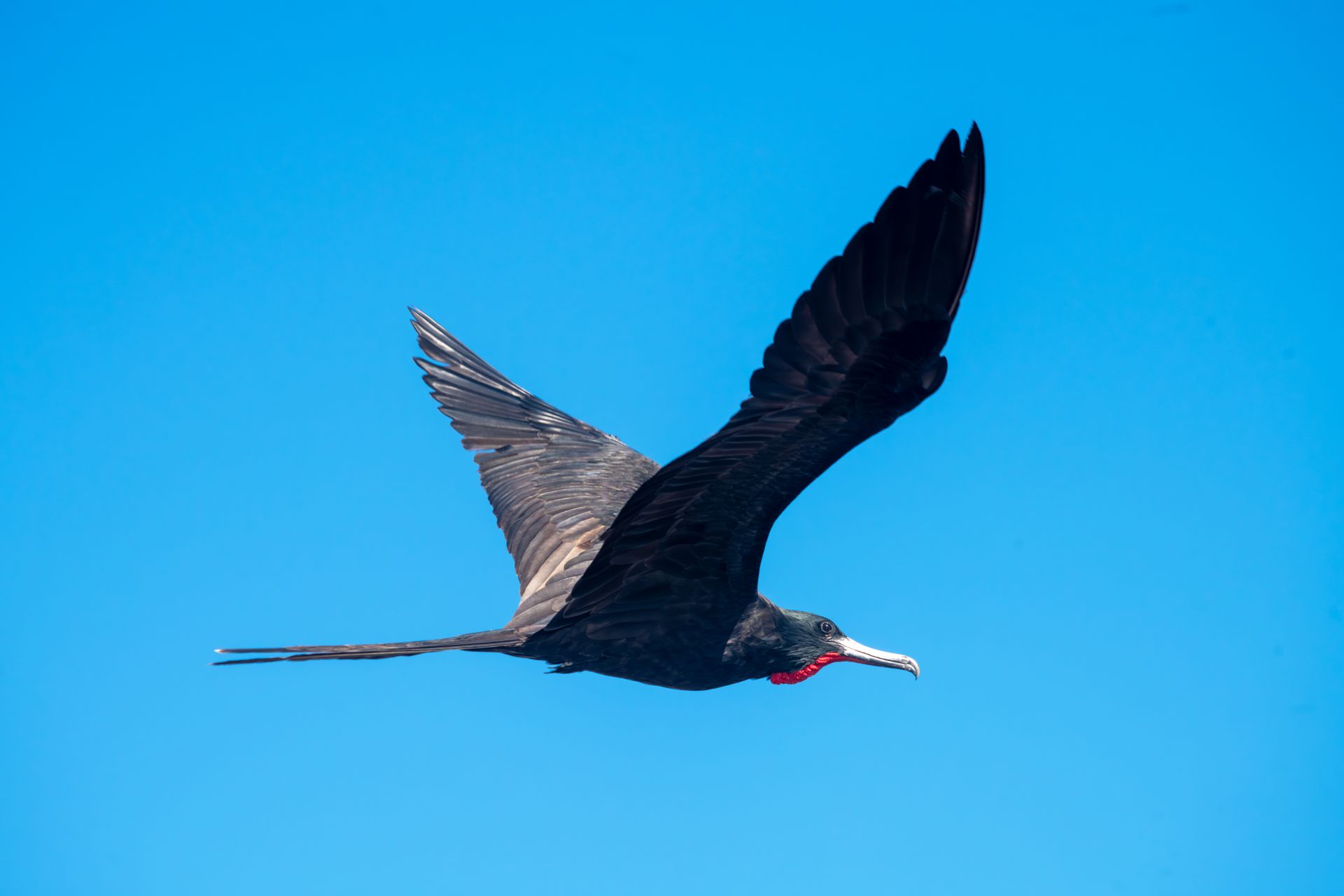 Close-up of a magnificent frigatebird (Fregata magnificens) flying in clear blue sky.