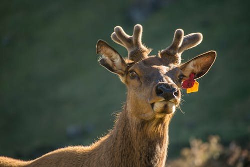 棕色駝鹿與耳朵上的標籤