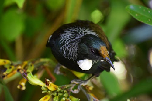 Free stock photo of bird, black, branch