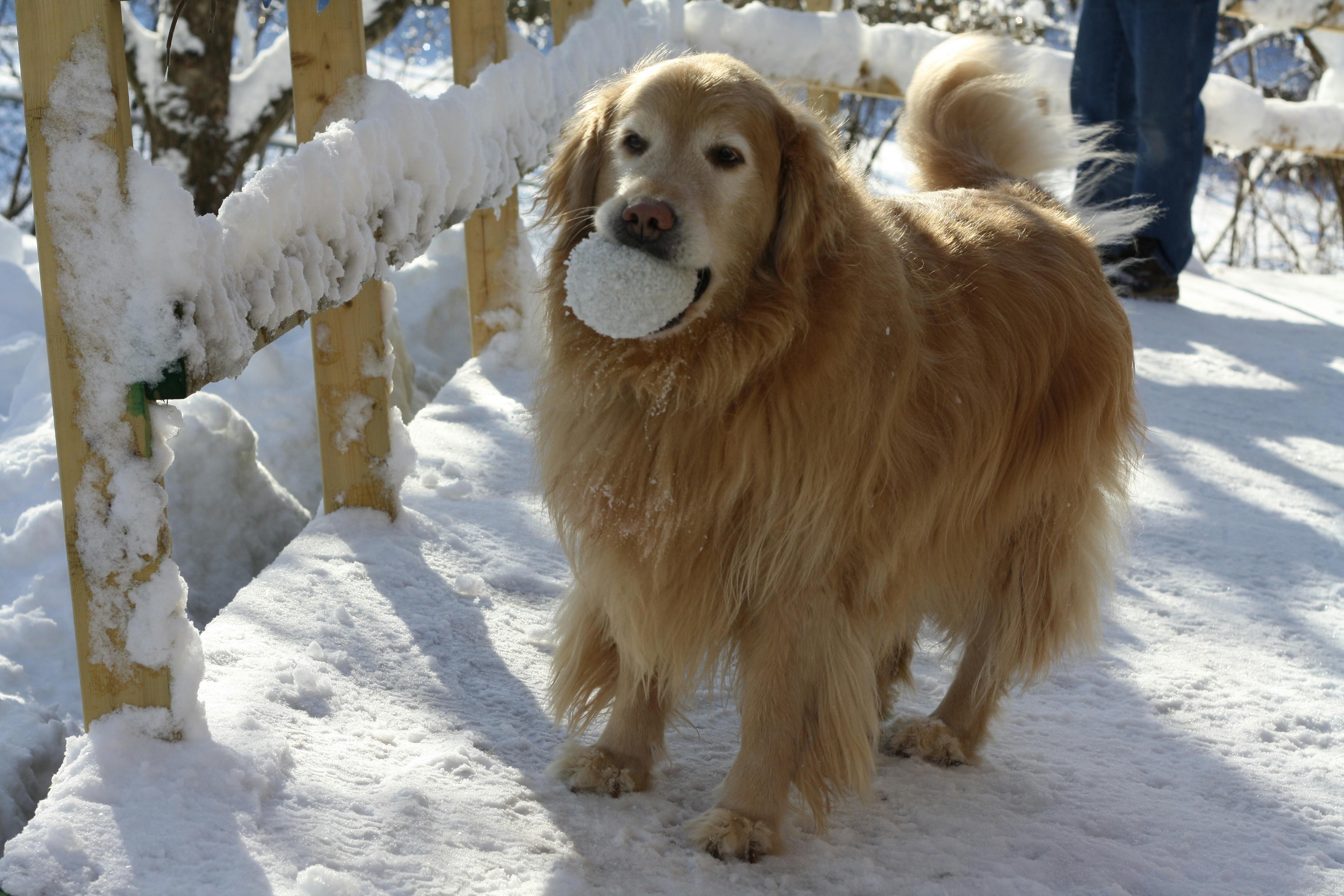 Free stock photo of canada, golden retriever, Ottawa