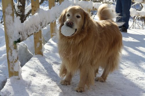 Free stock photo of canada, golden retriever, ottawa Stock Photo
