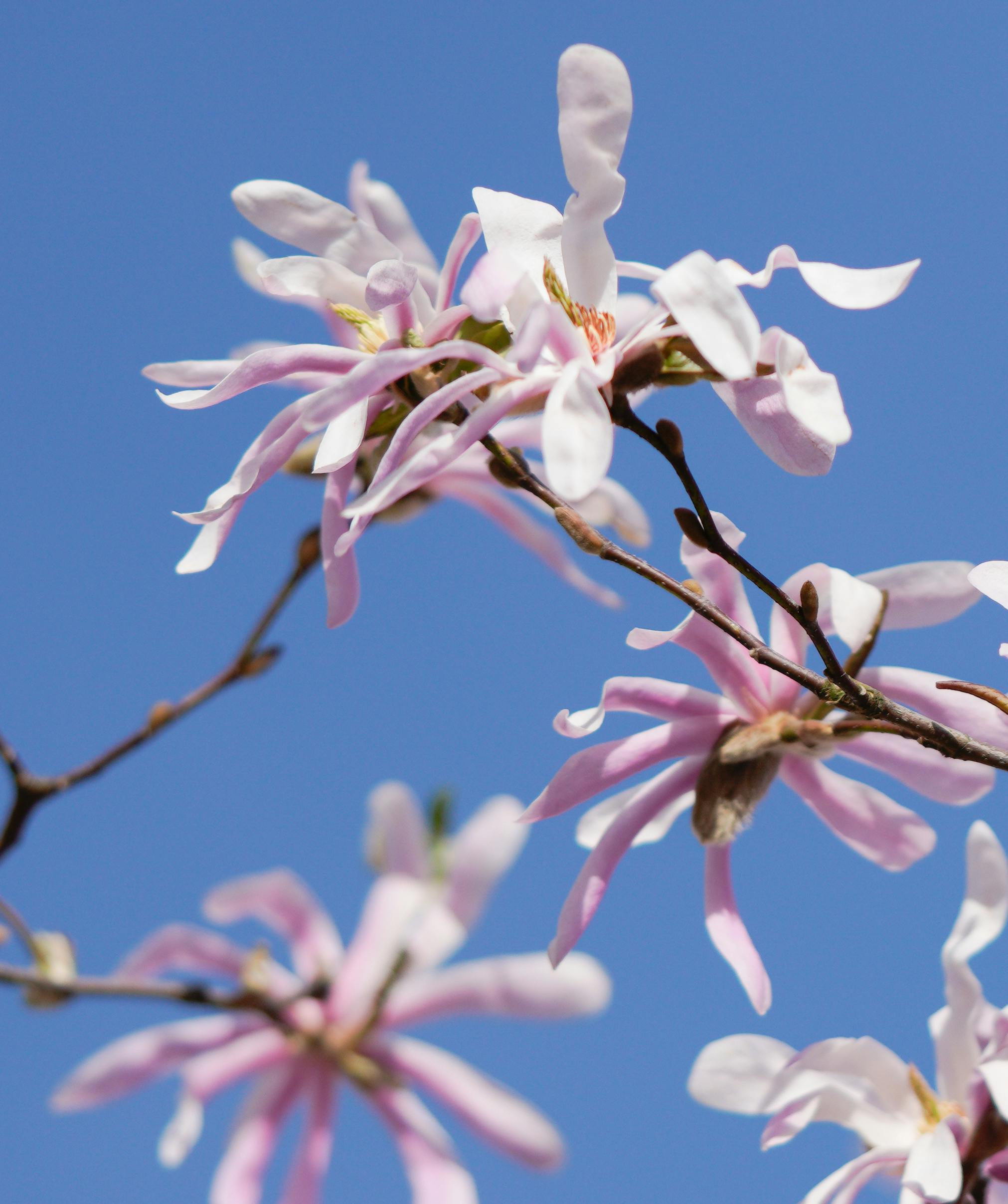 Elegant magnolia flowers in bloom against a vibrant blue sky.