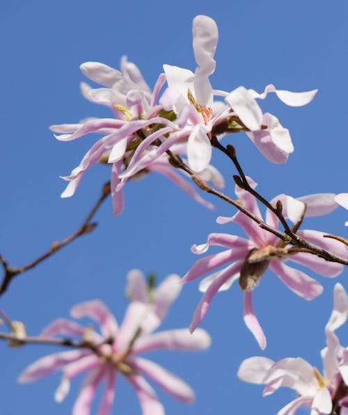 A close up of a flowering tree with pink flowers