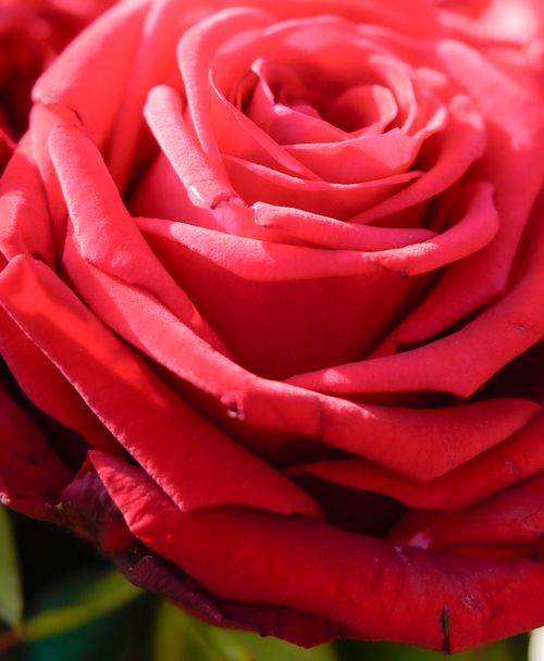 Free Detailed close-up of a vibrant red rose with rich textured petals and natural lighting. Stock Photo