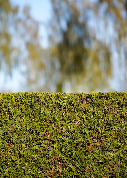 A hedge with green leaves and a blurry tree