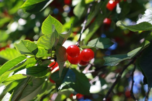 Free stock photo of cherries, fruits, summer Stock Photo