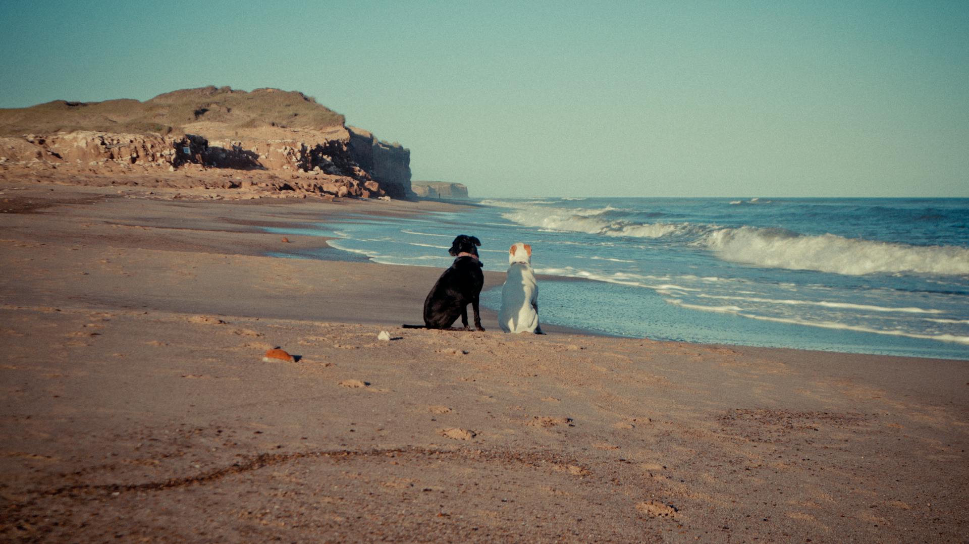 Deux chiens assis sur une plage