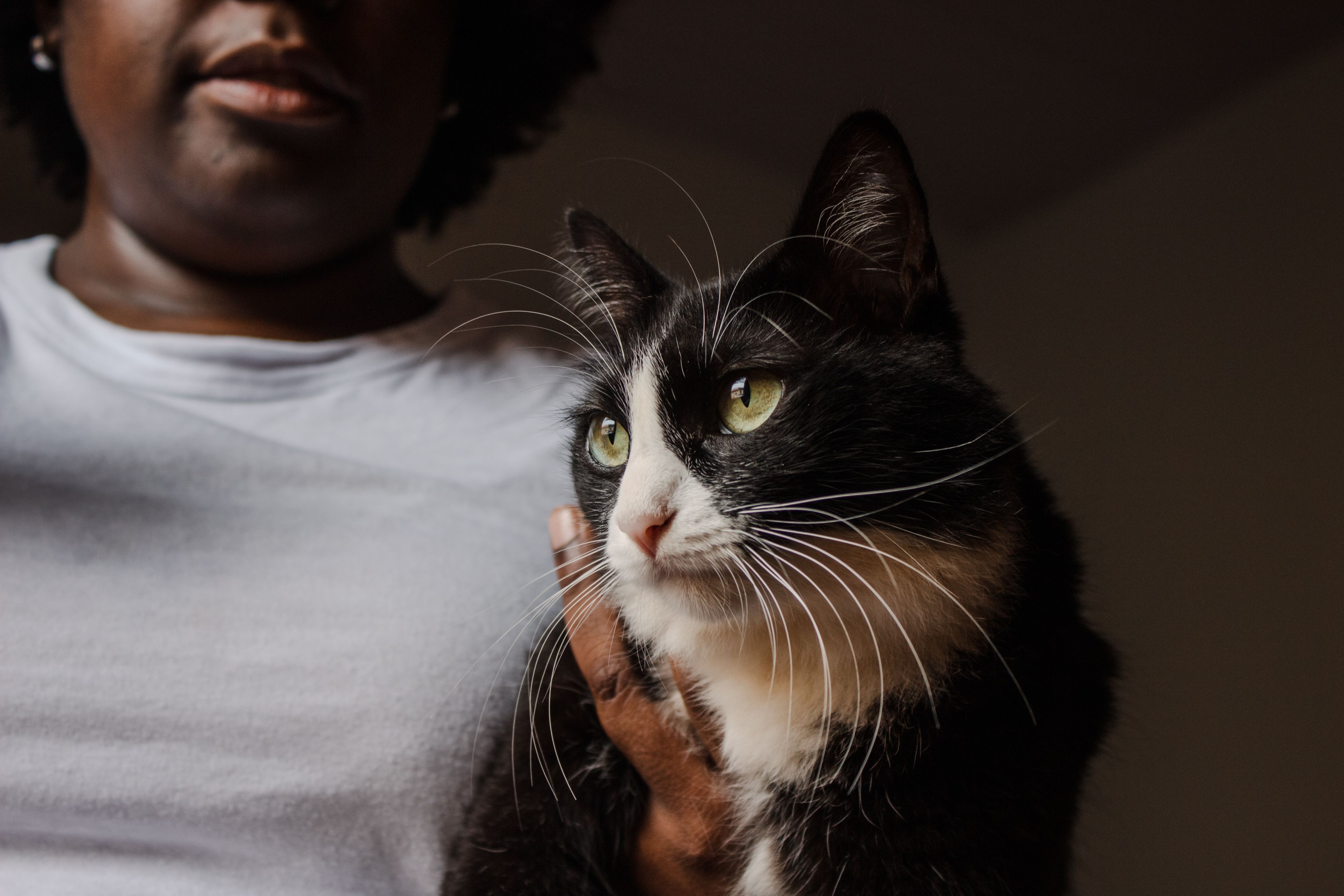 Figo vs. Pets Best Pet Insurance — Photo by Tamara Delfino on Pexels