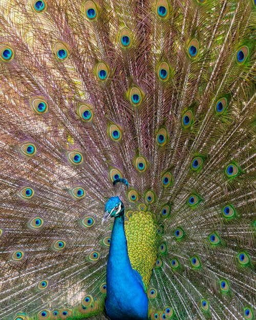 Pavo Real Peacock