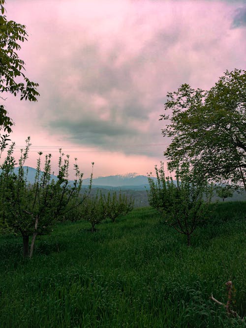 Apple Orchard 
