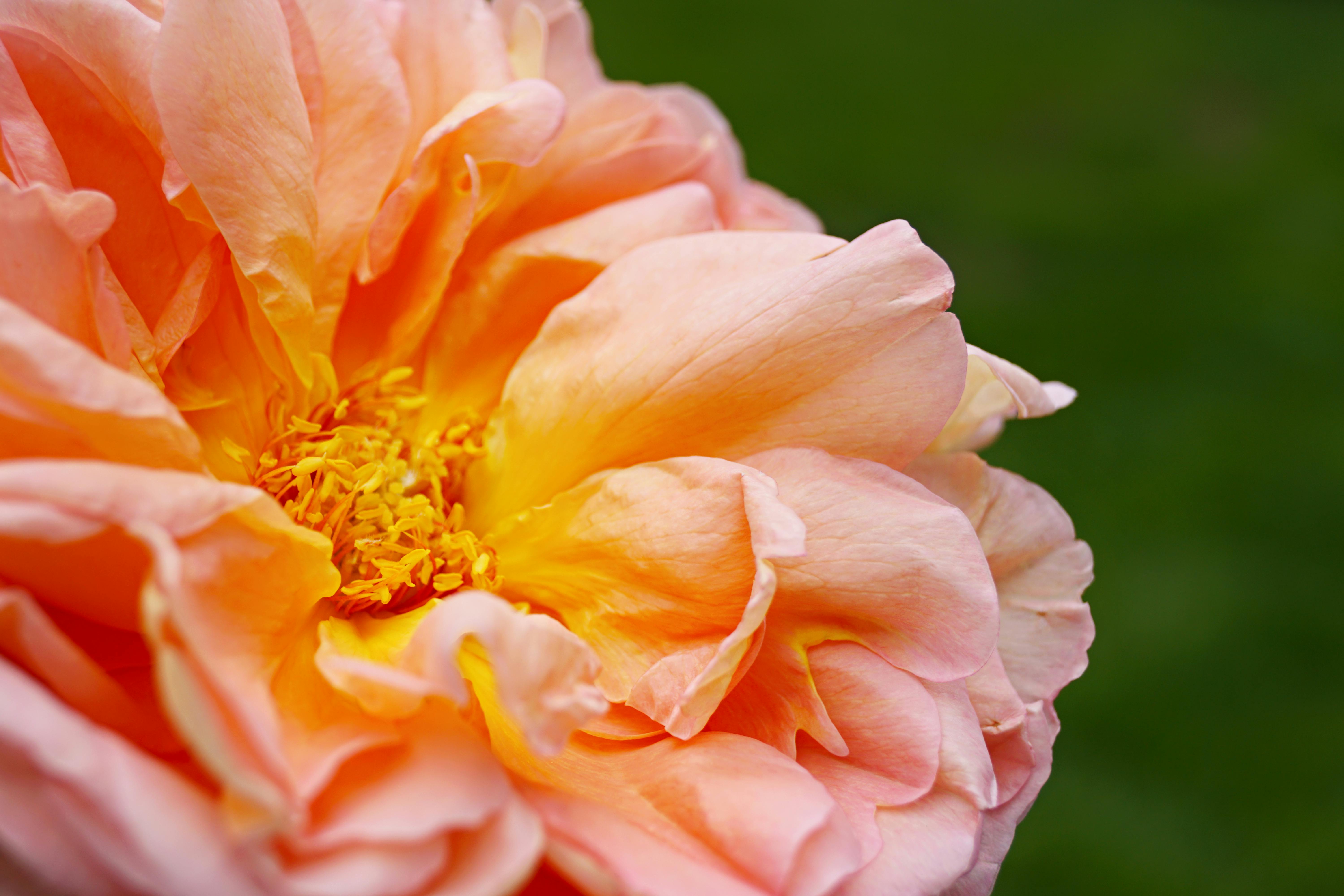 Download Tldao0jqtntjqm PSD Mockup Templates