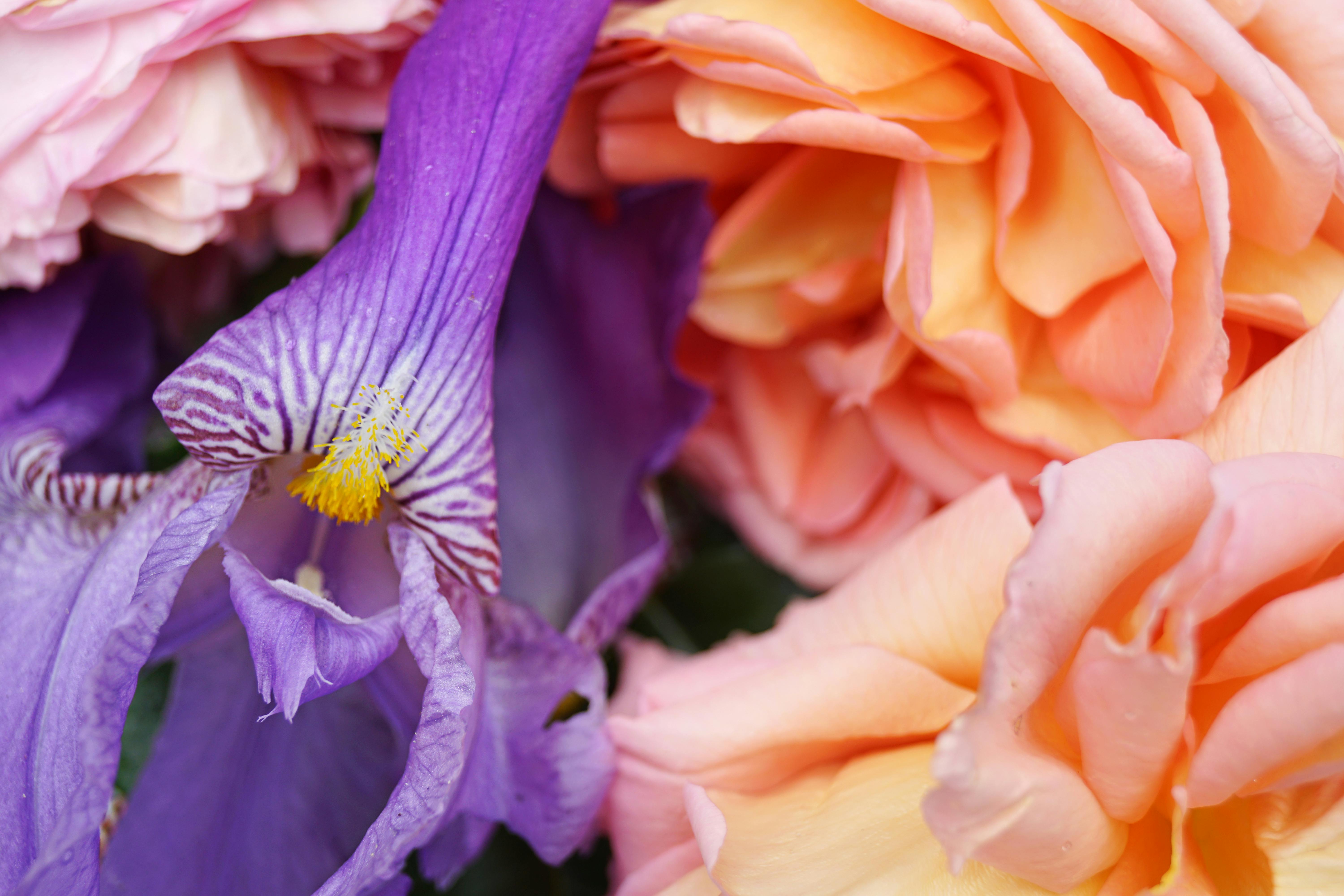 Download Pink And Yellow Mask Free Stock Photo PSD Mockup Templates