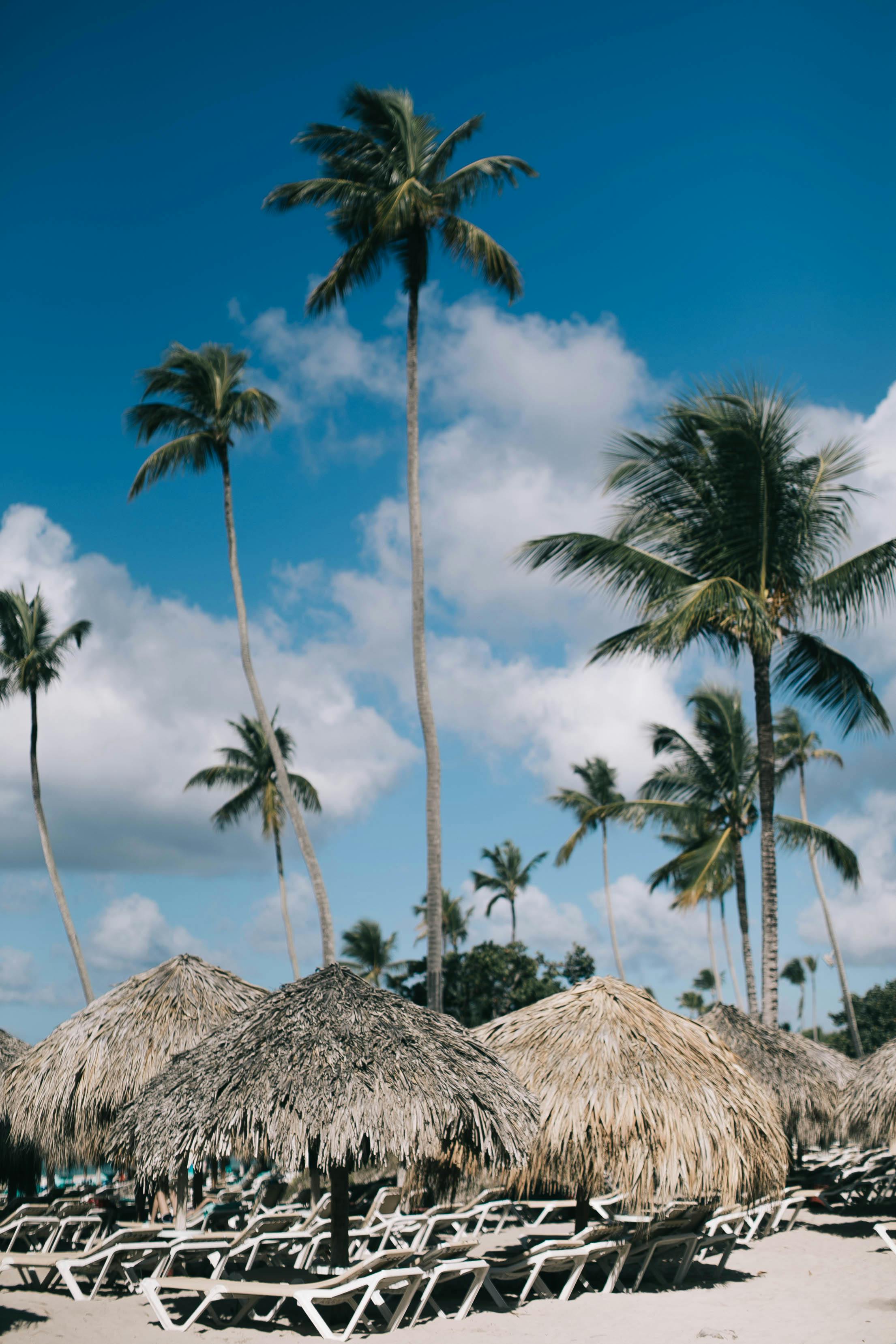 beach palm trees tumblr background