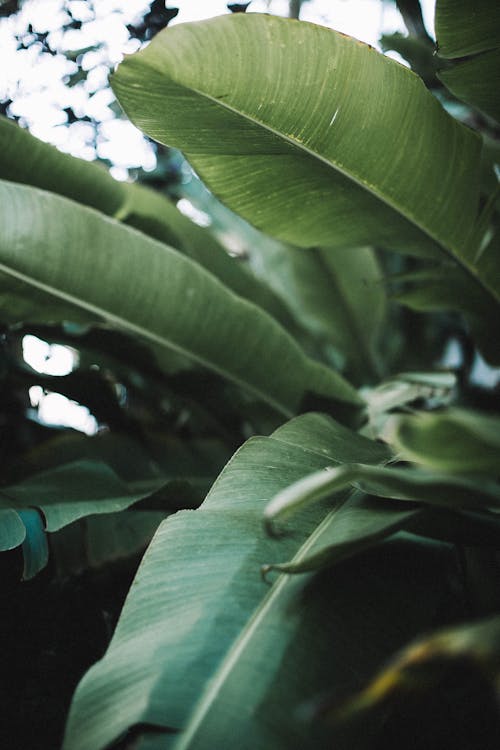 Feuilles De Bananier Vert