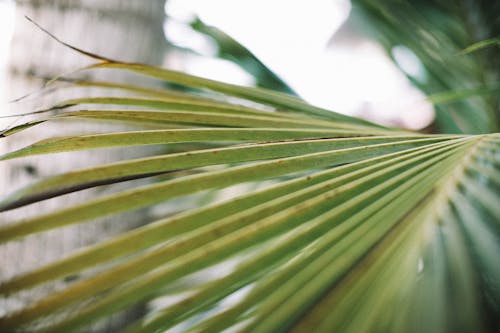 Zielone Liście Palm