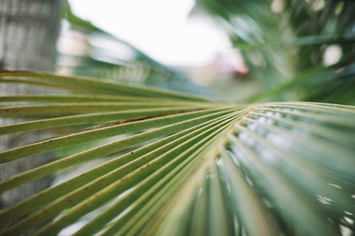 Зеленый пальмовый лист
