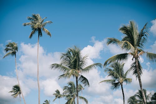 бесплатная Зеленые пальмы Стоковое фото