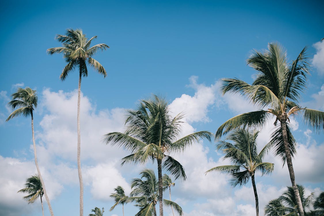 Green Palm Trees