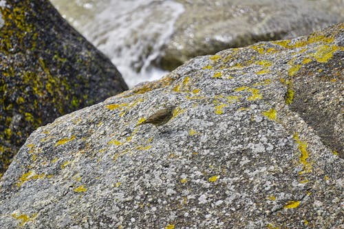 Gratis lagerfoto af dyr, faune, isole