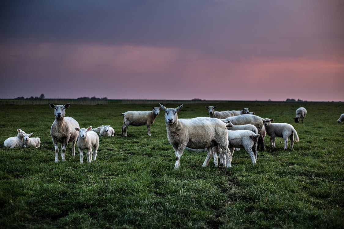 Sheep On Grass