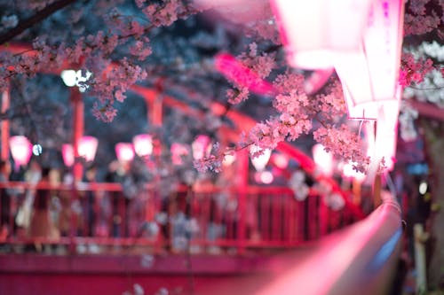 Δωρεάν στοκ φωτογραφιών με sakura, άνθος κερασιάς, άνοιξη