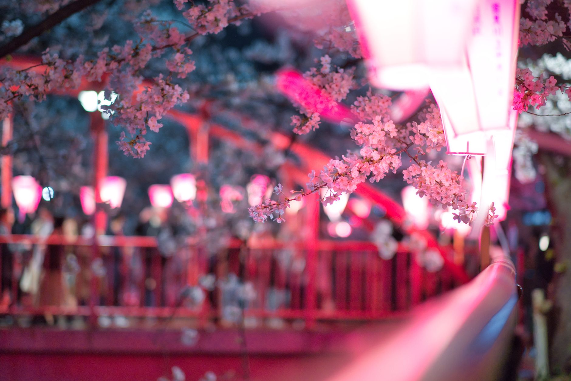 Tokyo Yozakura 2026: Your Ultimate Guide to Experiencing Magical Night Sakura Festivals
