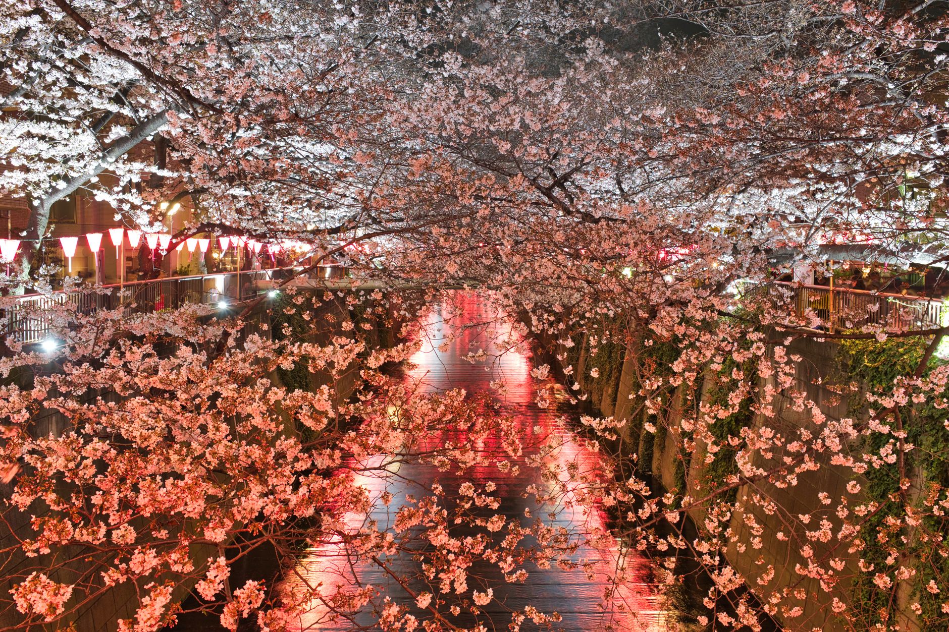 2026年 目黒川の桜開花予想とライトアップ期間を確認しよう
