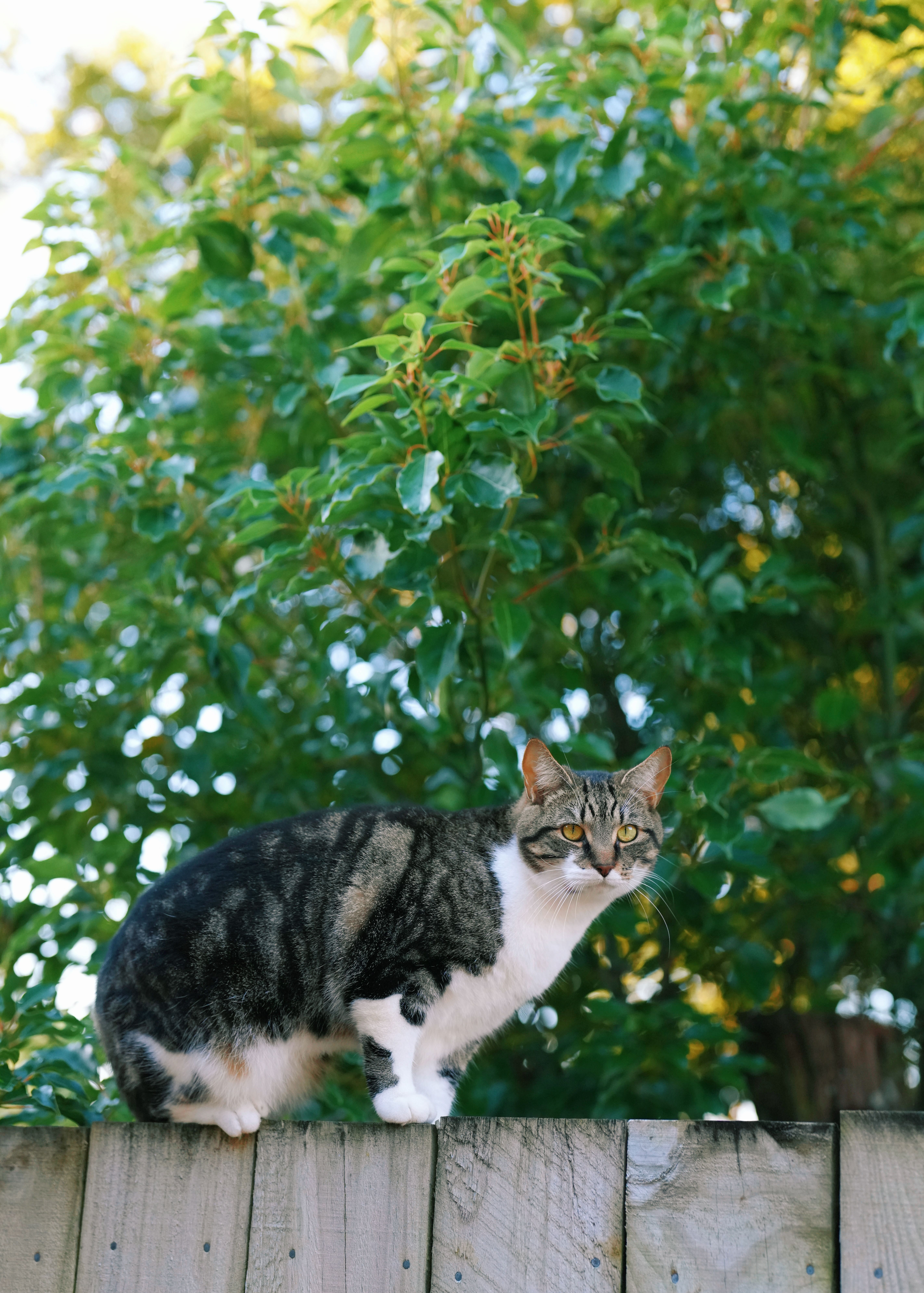 Two Tabby Cats Perched on Wooden Fence · Free Stock Photo