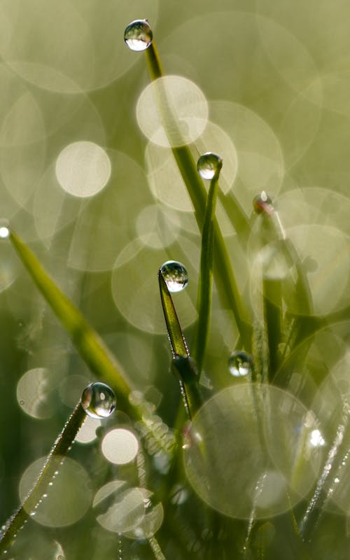 Water droplets on grass in the sun