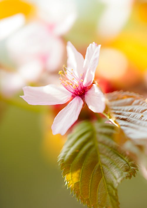 A close up of a cherry blossom tree