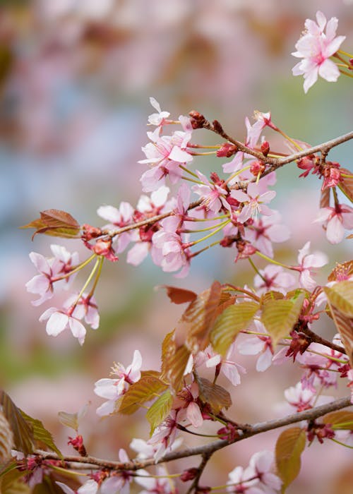 Cherry blossom in bloom