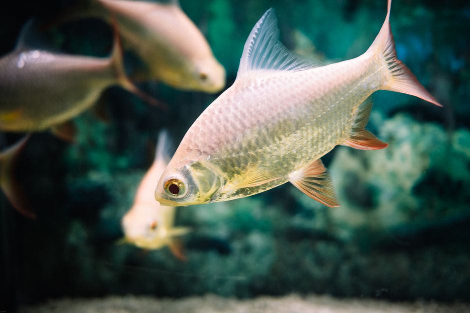 Close-up of a fish swimming underwater in an aquarium with a blurred background.
